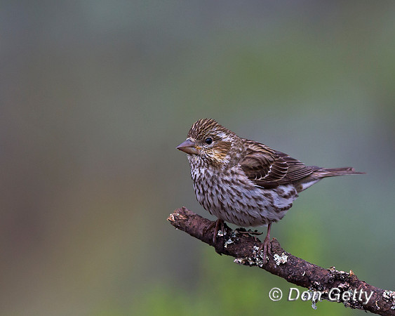Cassin's Finch, Haemorhous cassinii