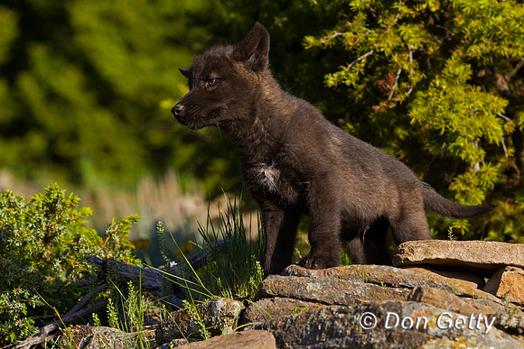 Wolf, Canis lupus, pup