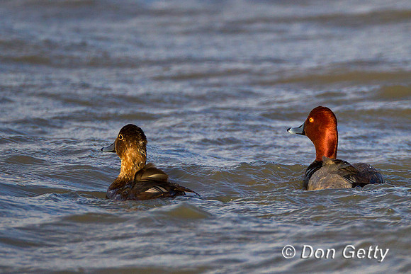 Redhead, Duck, Aythya americana,