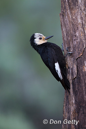 White-headed Woodpecker, Picoides albolarvatus,