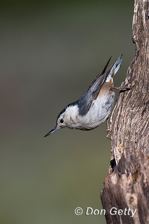 Sitta carolinensis, White-breasted Nuthatch