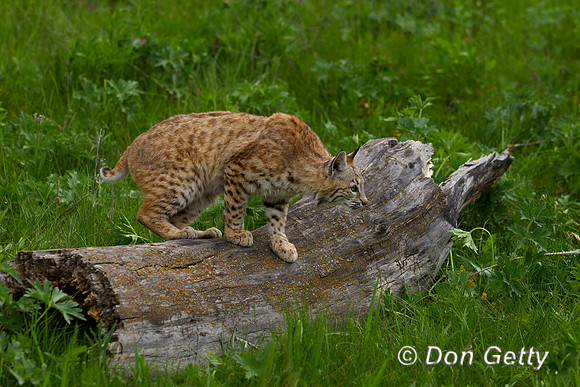 Bobcat, Lynx rufus,