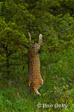 Bobcat, Lynx rufus,