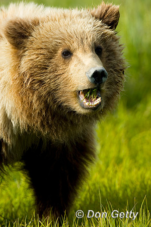Brown Bear