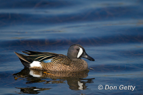 Teal_Blue-winged_Z2F0967