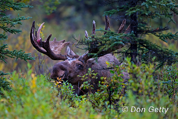 Alaska, "Alces alces gigas", Bull, "Denali National Park", Moose