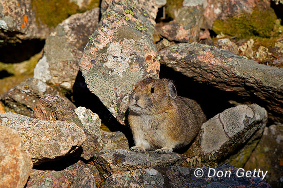 "Ochotona princeps", Pika, Wyoming, "Yellowstone National Park
