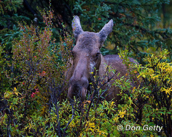 Alaska, "Alces alces gigas", Cow, "Denali National Park", Moose