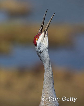 "Crane Sandhill", "Grus canadensis", Wyoming, "Yellowstone National Park"