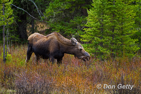 "Alces alces shirasi", Cow, Montana, Moose, "Yellowstone National Park"