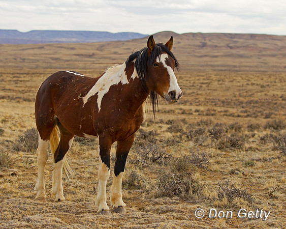 "Equus ferus", Horse, "McCullough Peaks", Mustang, Wyoming