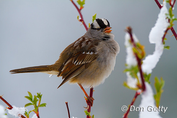 Sparrow_WC_MG_4335