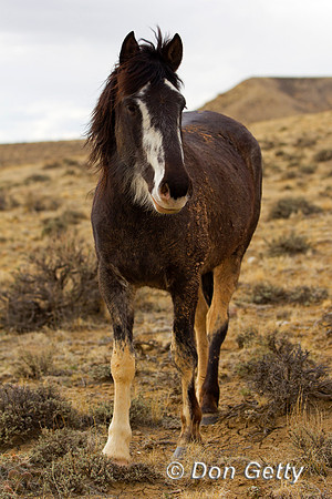 "Equus ferus", Horse, "McCullough Peaks", Mustang, Wyoming