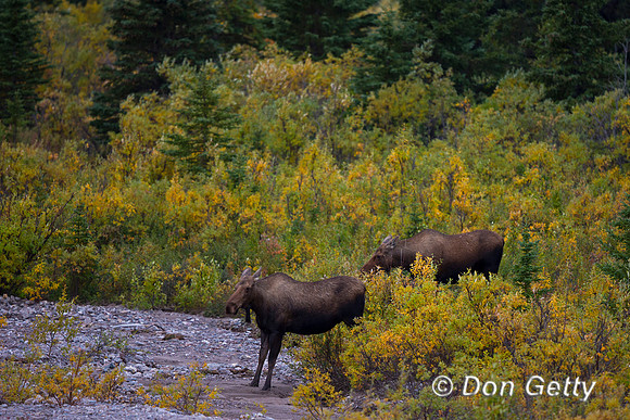 Alaska, "Alces alces gigas", Cow, "Denali National Park", Moose