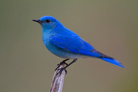 Bluebird, Mountain