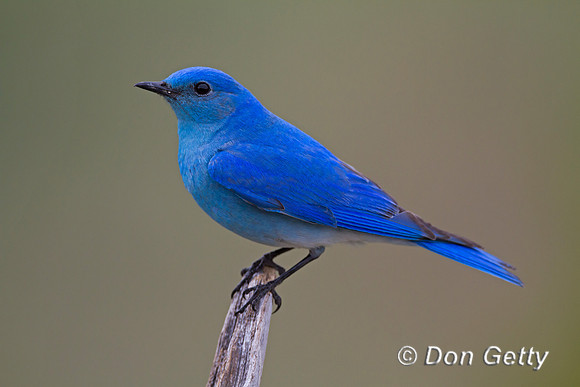 "Bluebird Mountain", Male, "Sialia currucoides", Wyoming, "Yellowstone National Park"