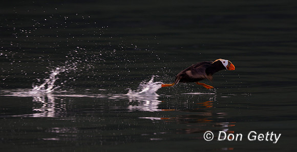 Tufted Puffin