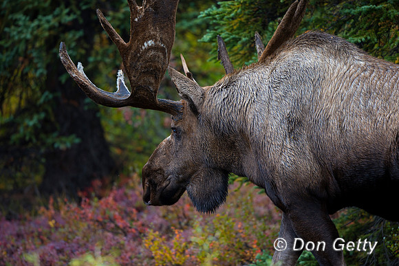 Alaska, "Alces alces gigas", Bull, "Denali National Park", Moose