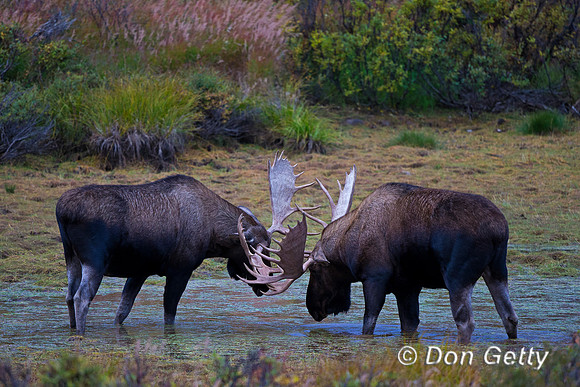 Alaska, "Alces alces gigas", Bull, "Denali National Park", Moose
