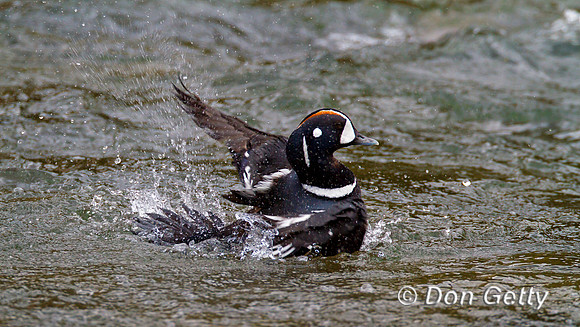 Harlequin Duck