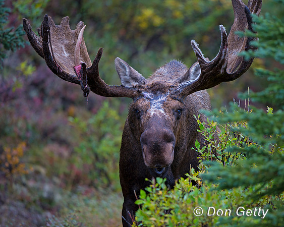 Alaska, "Alces alces gigas", Bull, "Denali National Park", Moose
