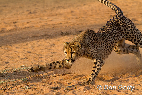 Cheetah_MG_4519