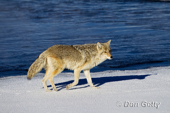 Coyote_Z2F8994