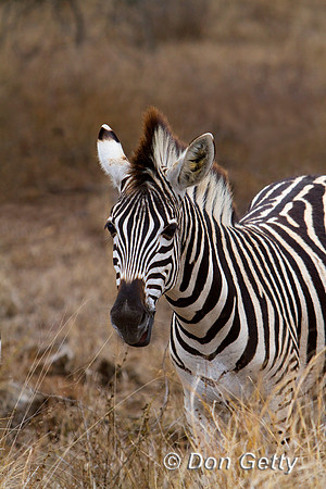 Zebra_P_MG_5683
