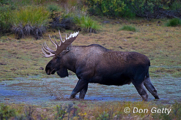 Alaska, "Alces alces gigas", Bull, "Denali National Park", Moose