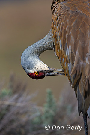 "Crane Sandhill", "Grus canadensis", Wyoming, "Yellowstone National Park"