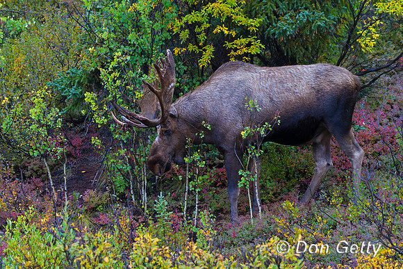 Alaska, "Alces alces gigas", Bull, "Denali National Park", Moose