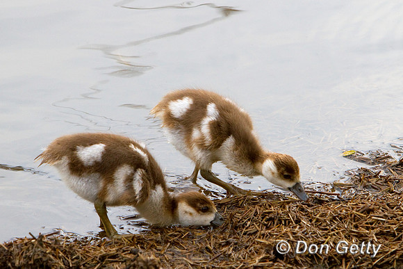 Goose_E_MG_5626