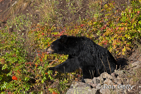 Black Bear
