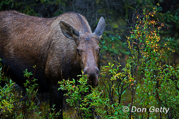 Alaska, "Alces alces gigas", Cow, "Denali National Park", Moose