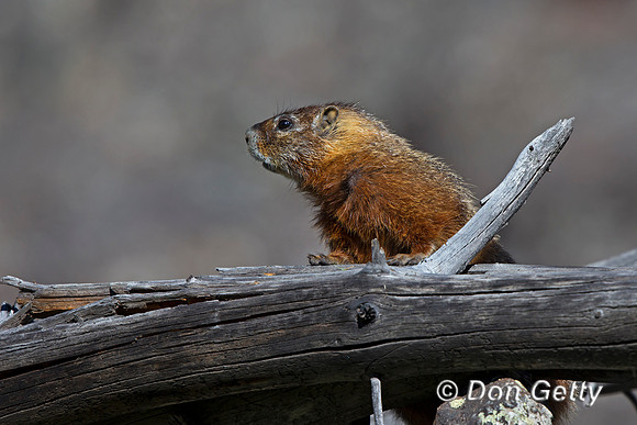 "Marmot Yellow-bellied", "Marmota flaviventris", Wyoming, "Yellowstone National Park"