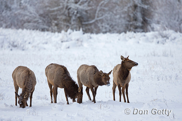 Elk_45T9572