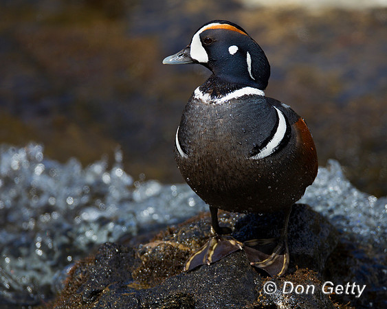 "Duck Harlequin", "Histrionicus histrionicus", Wyoming, "Yellowstone National Park"