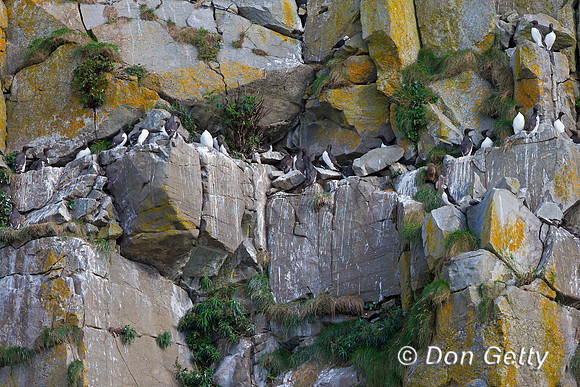 Alaska, Common, "Duck Island", Murre, "Uria aalge"