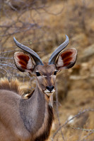 Kudu_G_Z2F3848