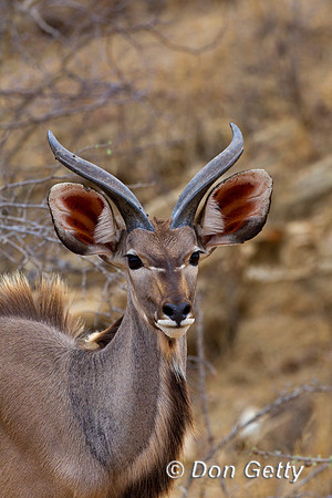 Kudu_G_Z2F3848