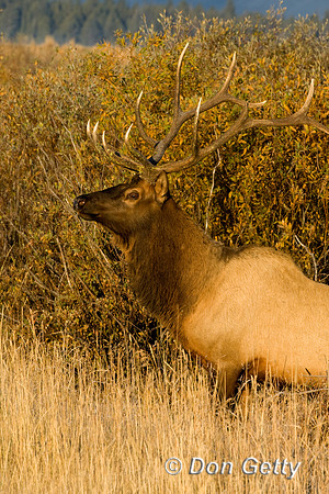 Elk_D4B9460