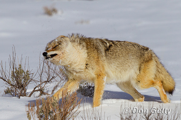 "Canis latrans", Coyote, Wyoming, "Yellowstone National Park"