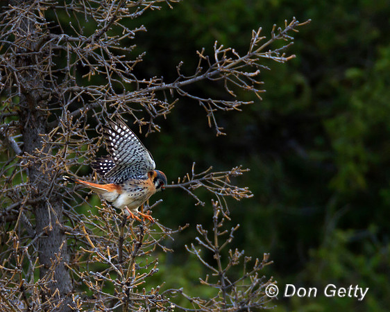 "Falco sparverius", Kestrel, Wyoming, "Yellowstone National Park"