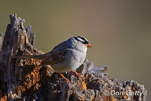 "Sparrow White-crowned", Wyoming, "Yellowstone National Park", "Zonotrichia leucophrys"