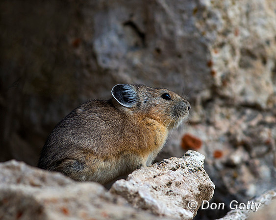 "Ochotona princeps", Pika, Wyoming, "Yellowstone National Park