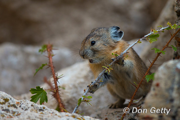 "Ochotona princeps", Pika, Wyoming, "Yellowstone National Park