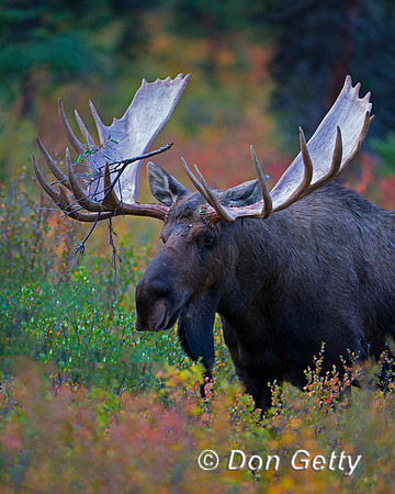 Alaska, "Alces alces gigas", Bull, "Denali National Park", Moose