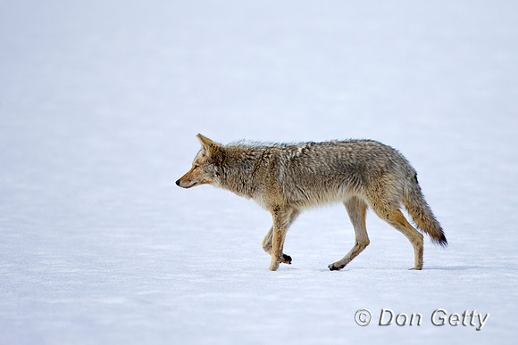 "Canis latrans", Coyote, Wyoming, "Yellowstone National Park"