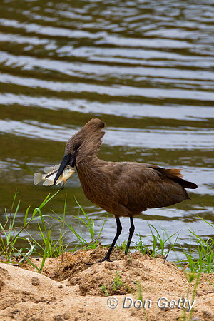 Hamerkop_Z2F4477