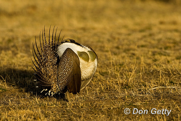 Grouse_Sage_D4B6526